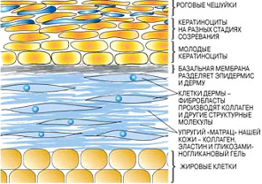 Из чего состоит клетка кожи человека Из чего состоит клетка кожи человека